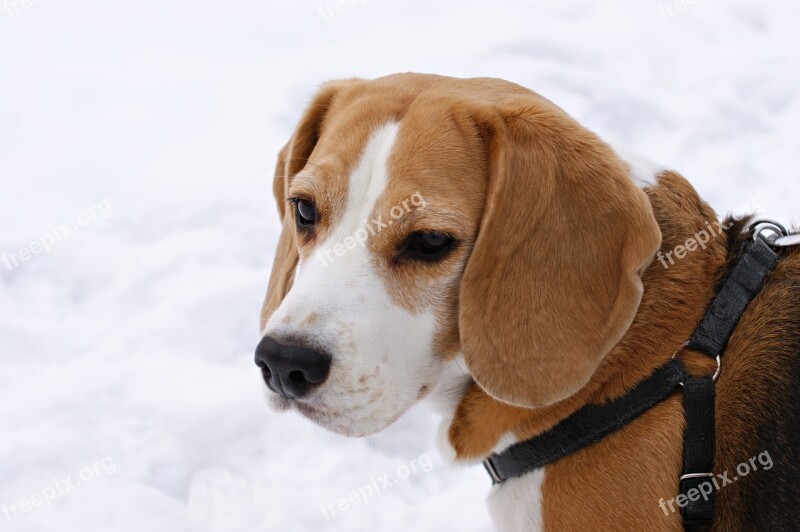 Dog Beagle Winter Snow Free Photos