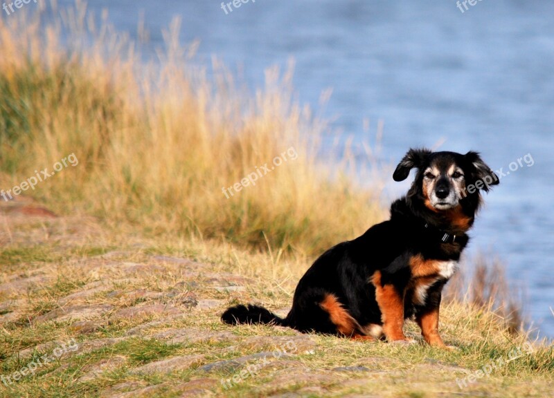 Animal Dog Pet Beach Cuxhaven