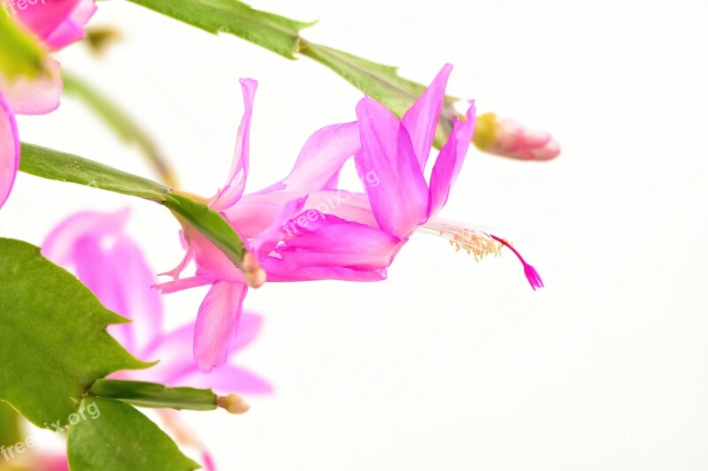 Flower Pink Bloom Blooming Christmas Cactus