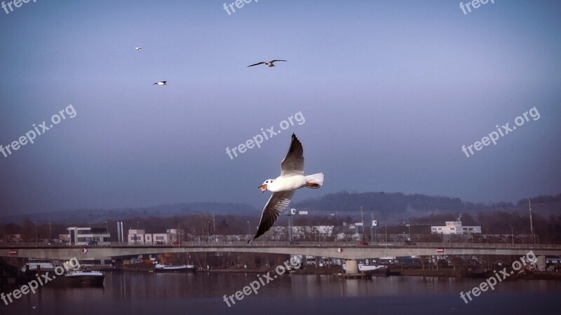 Seagull Weil Am Rhein In Flight Free Photos