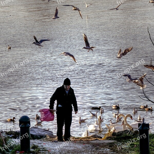 Old Man Gulls Rhine Free Photos