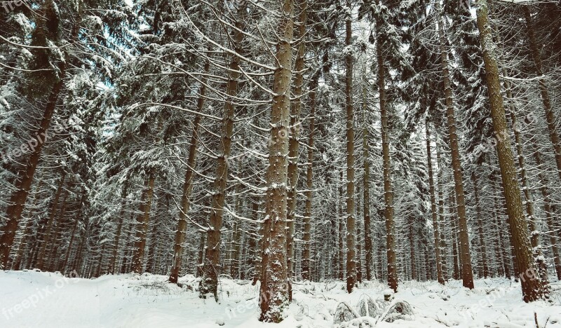 Winter Snow Wintry Winter Bushes Snowy