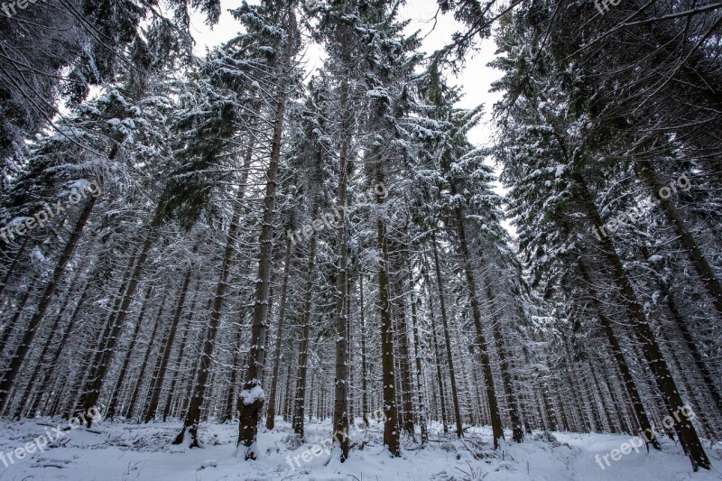 Winter Forest Snow Wintry Winter Winter Magic