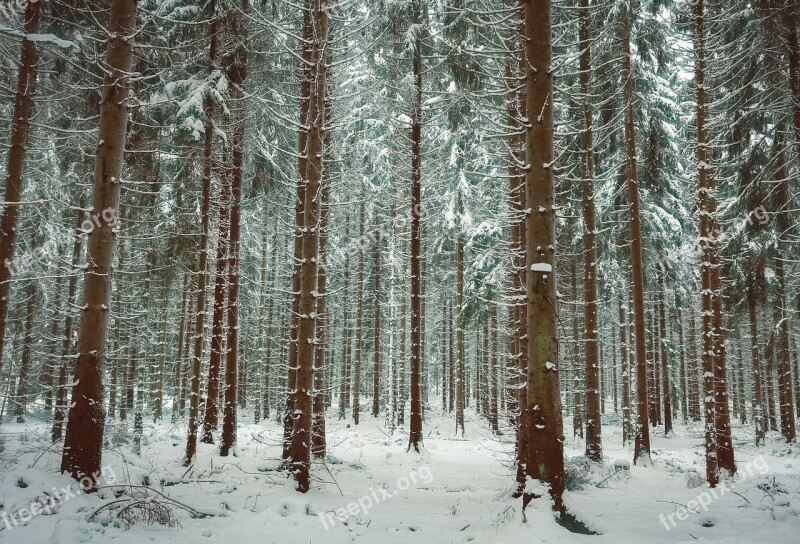 Winter Snow Trees Winter Forest Wintry