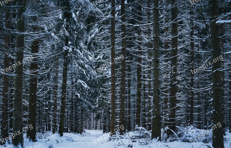 Winter Snow Winter Forest Wintry Cold