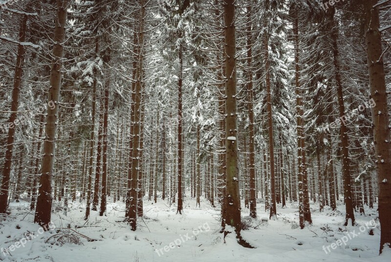 Winter Snow Winter Bushes Winter Forest Cold