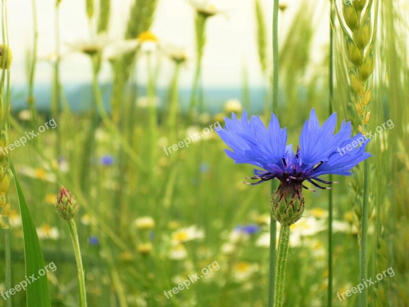 Field Cornflower Nature Summer Free Photos