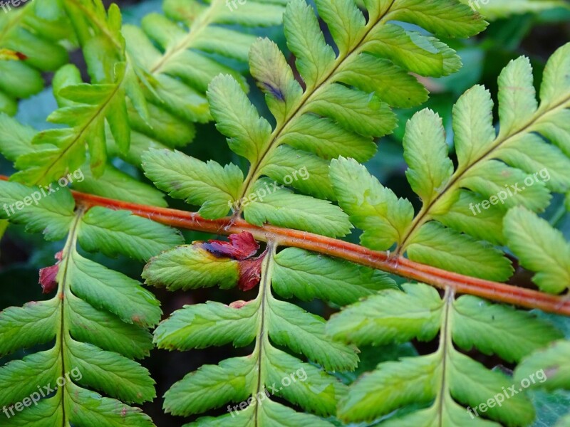 Fern Fern Leaf Green Plant Nature