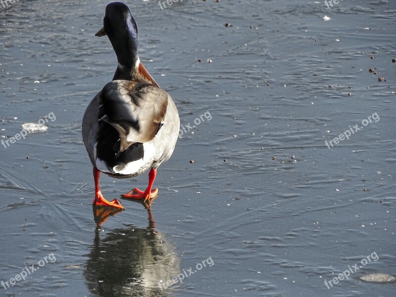 Duck Ice Drake Mallard Winter