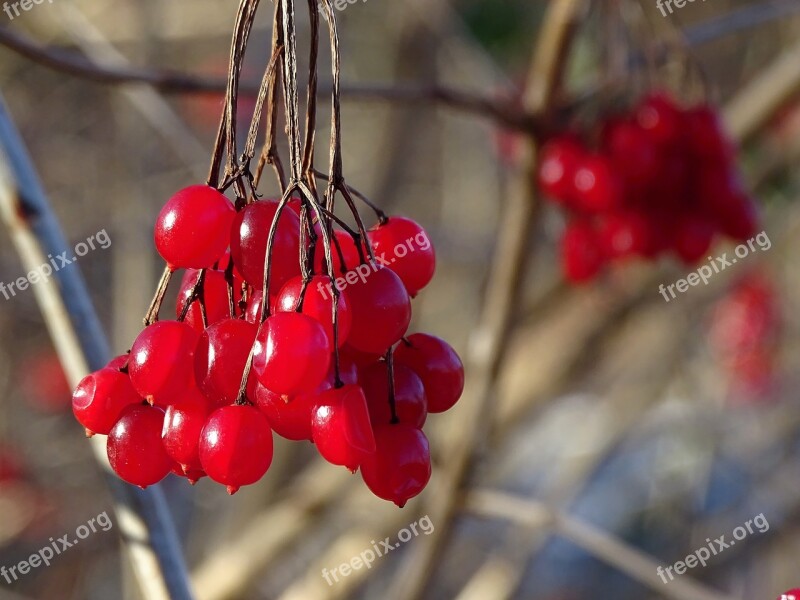 Berries Fruits Red Nature Berry Red