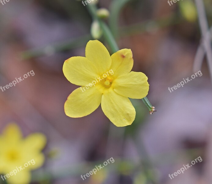 Winter Jasmine Flower Ornamental Blossom Bloom