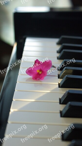 Flower Pink Flower Piano Music Keys