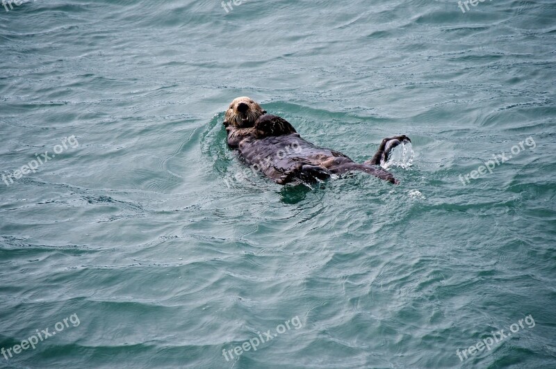 Sea Otter Swimming Floating Water Marine