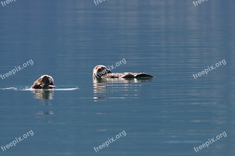 Sea Otters Swimming Floating Water Marine