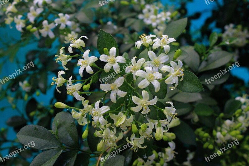 Orange Jessamine Tropical Plant Aromatherapy Aromatic