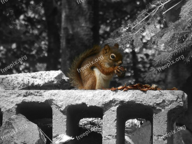 Canada Squirrel Black And White Wood Park