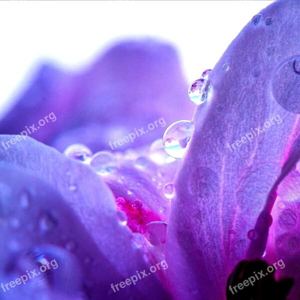 Nature Flower Plant Pink Flower Purple