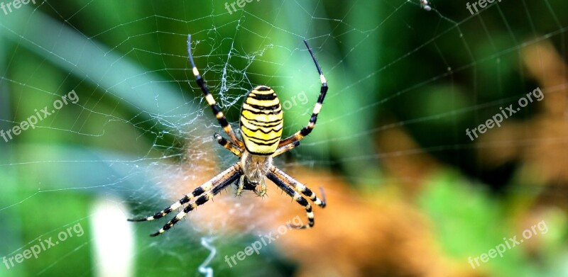 Nature Animal Insect Spider Wasp Spider