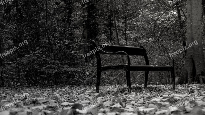 Black And White Park Bench Park Bank Forest