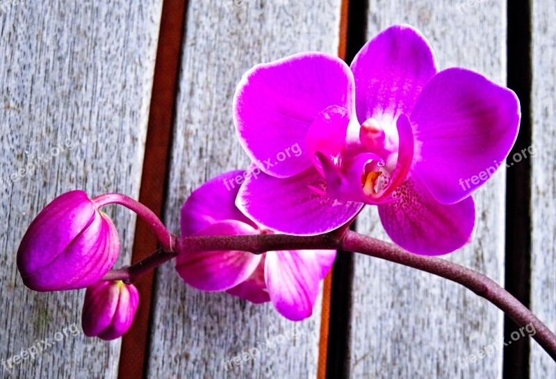 Plant Orchid Phalaenopsis Butterfly Orchid Exotic Flower