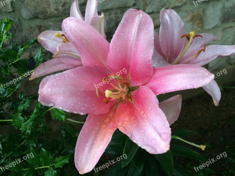 Day Lily Dew Green Plant Nature