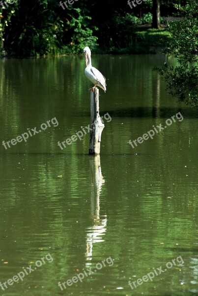 Stork Bird Lonely Wild Animal