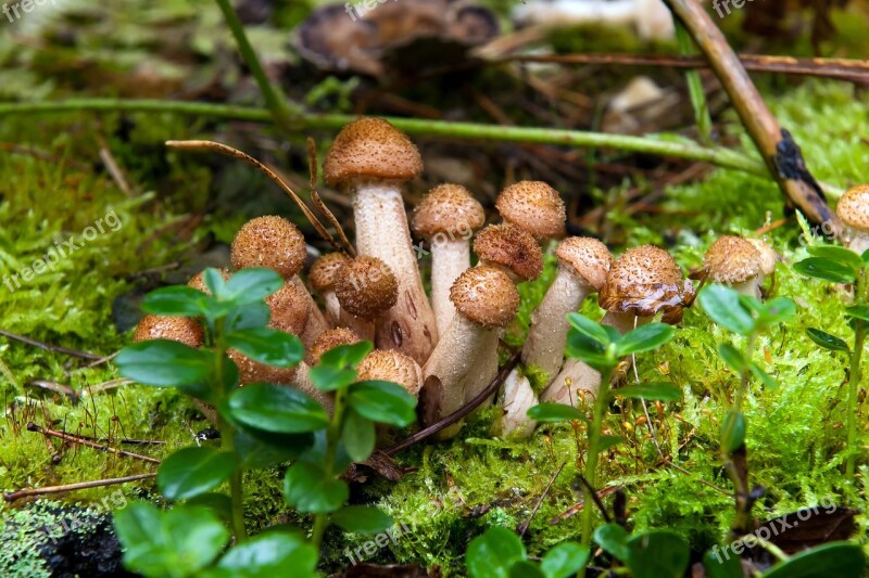 Honey Fungus Summer Large Grass Nature