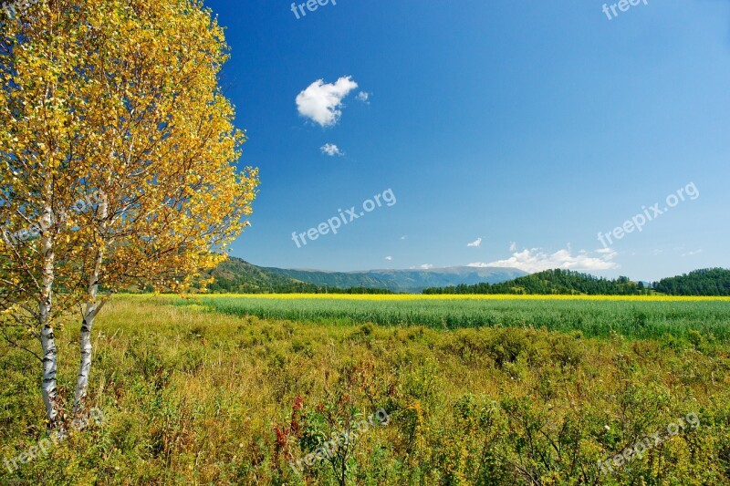 Birch Yellow Leaves Autumn Nature Golden Autumn