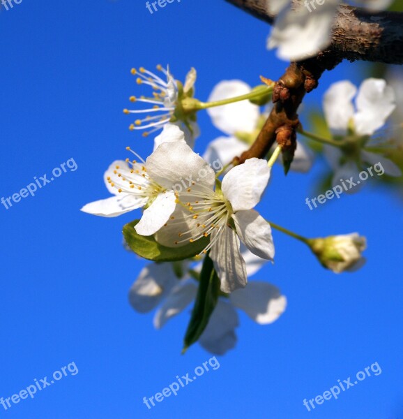 Apple Flowers Blue Sky Spring Nature Flowers