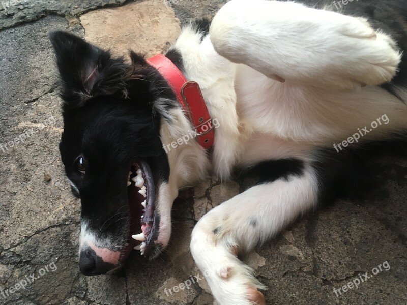 Dog Animal Bug Border Collie Black And White Dog