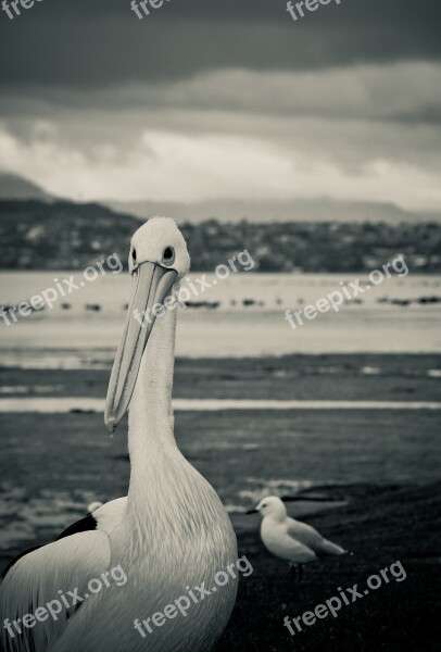 Pelican Bird Seagull Wollongong Lakeillawarra