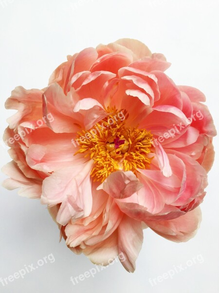 Flower Peony Pink Spring Floral