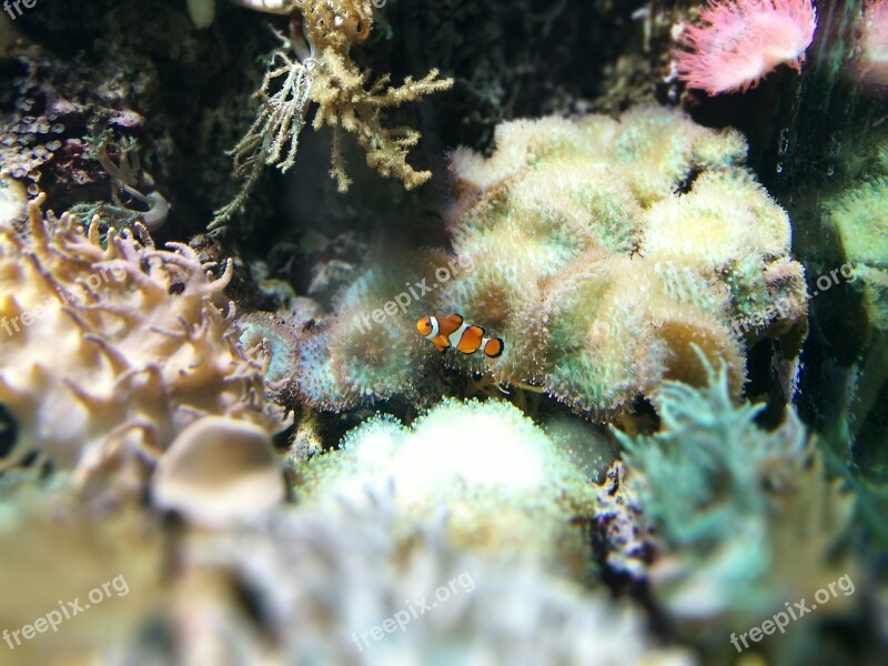 Clown Fish Hellabrunn Zoo Aquarium Fishtank