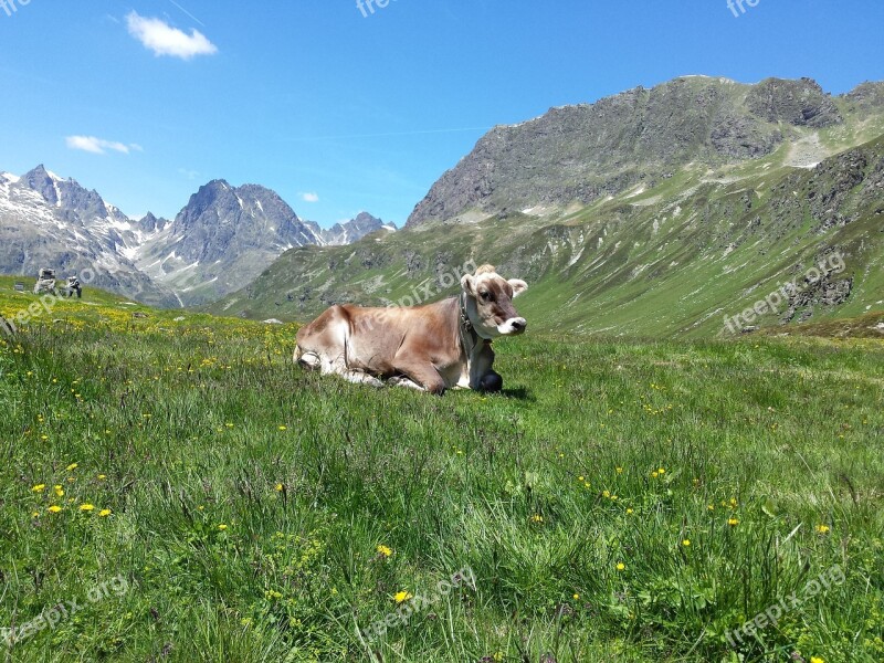 Mountains Alphabet Mountain Cow Free Photos