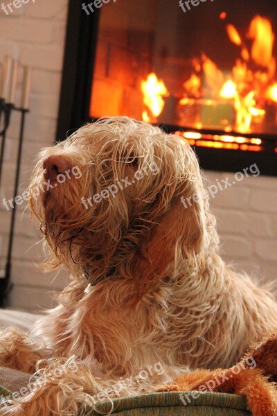 Dog Fire Home Hair Comfort