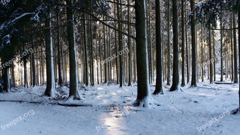 Forest Fir Promenade Nature Snow