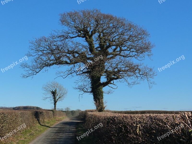 Tree Ivy Nature Natural Lane