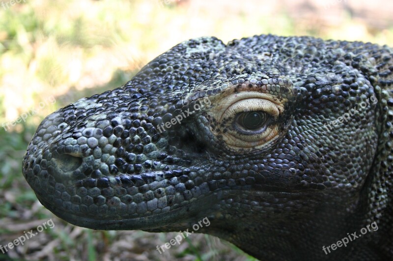 Komodo Dragon Reptile Lizard Predator Monitor