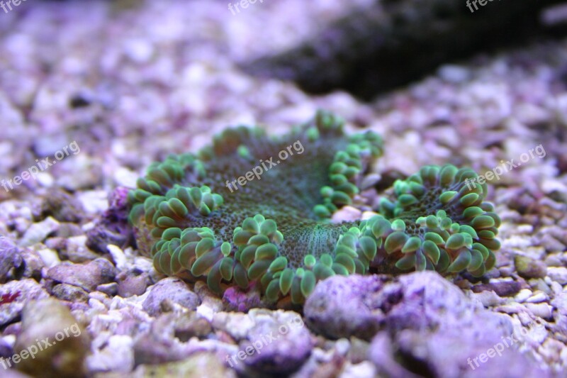 Sea Life Anemone Underwater Tropical Free Photos