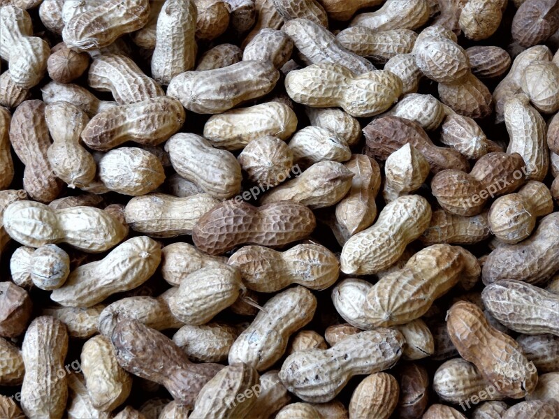 Nuts Legume Shell Edibles Free Photos