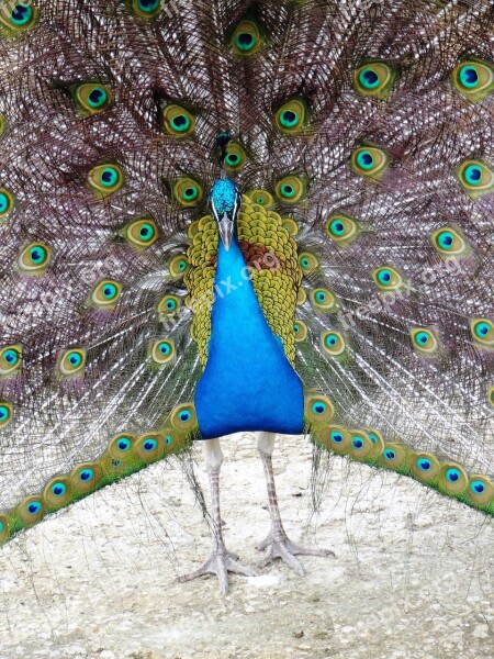 Peacock Bird Feather Animal Zoo