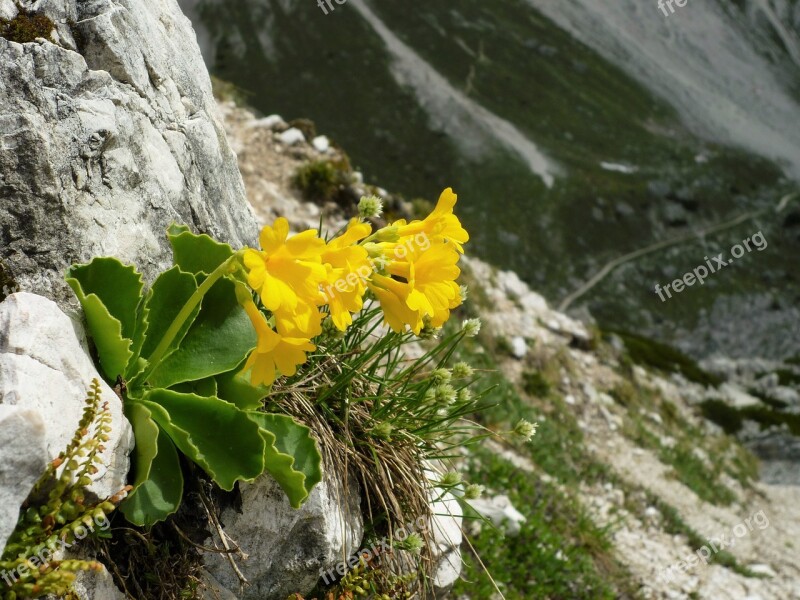 Auricula Blossom Bloom Alpine Plant Primula Auricula