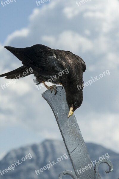 Jackdaw Bird Black Animal Alpine