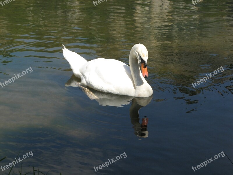 Swan Yonne France Free Photos