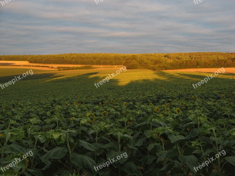 Sunflowers Fields Nature Chatel Censoir France