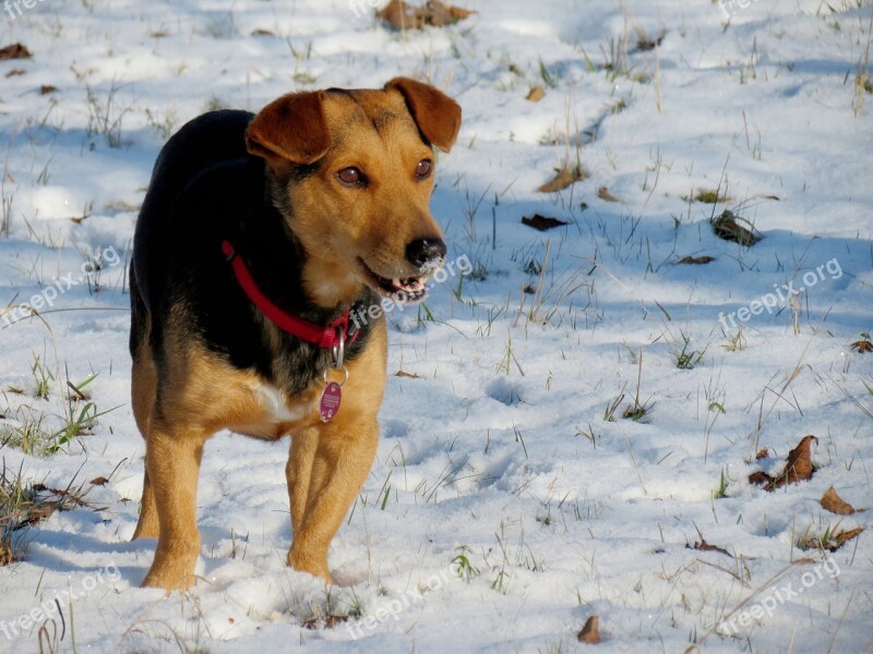 Dog Snow Fun Winter Animal