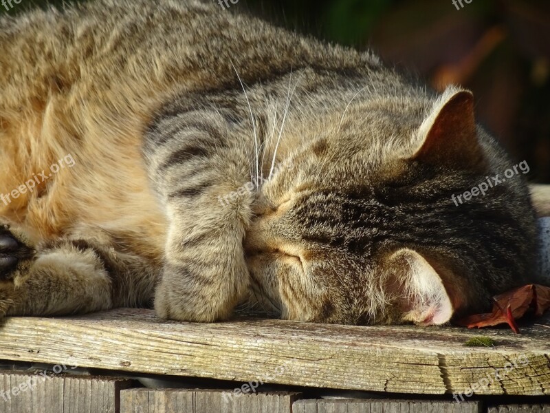 Cat Rest Domestic Animal Sleep Cat Lying