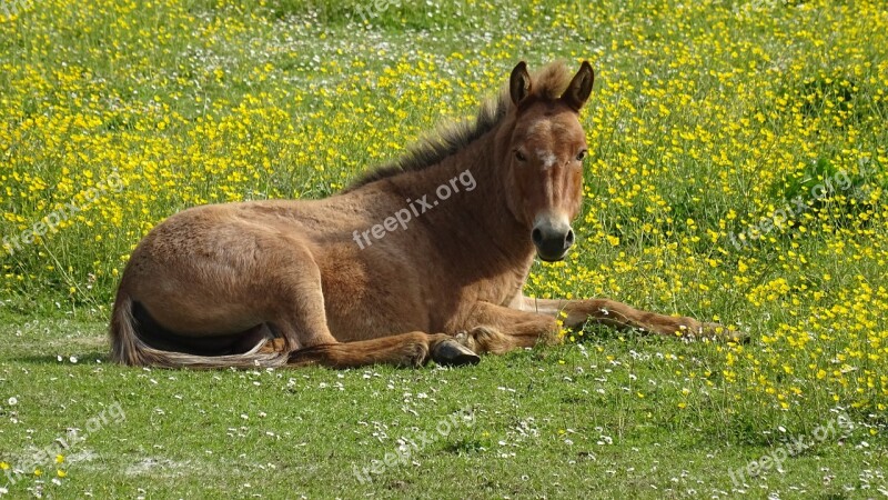 Foal Prairie Equine Horse Green