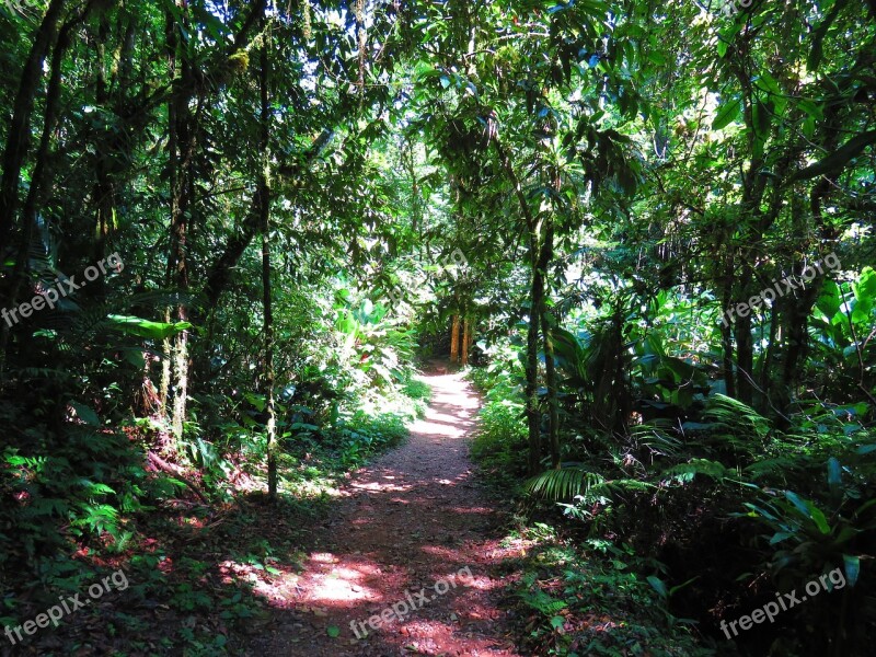 Mato Forest Trail Green Landscape