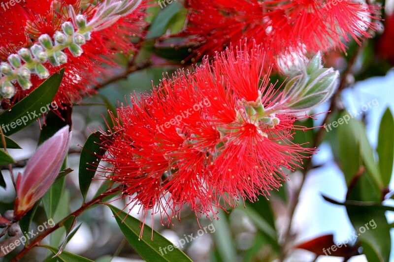 Flower Bottlebrush Red Flower Flora Botany